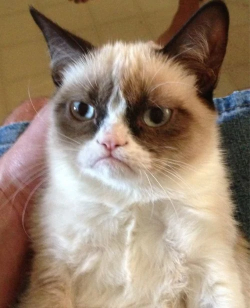 Grumpy Cat looking unimpressed