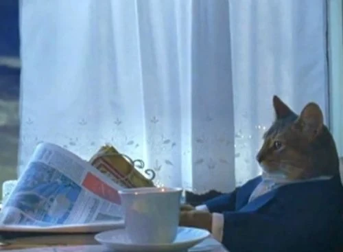 The cat reading a newspaper meme